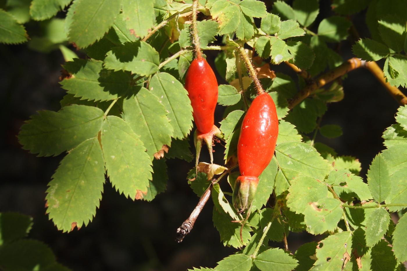 Rose, Alpine fruit